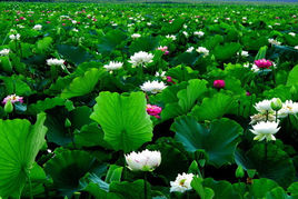 曹县万亩荷塘 曹县万亩荷塘